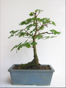 acer-maple-montpellier