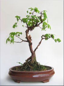 acer-maple-paperbark