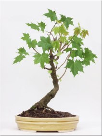 acer-platanoides-norway--maple