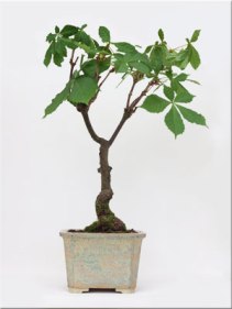 aesculus-hippocastanum-horsechestnut