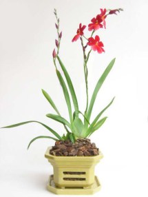 cambria in yellow pot