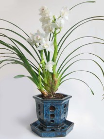 cymbidium in ash pot