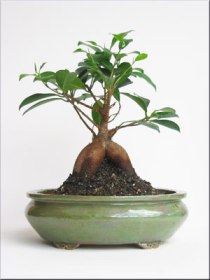 ficus-retusa-ginseng-fig