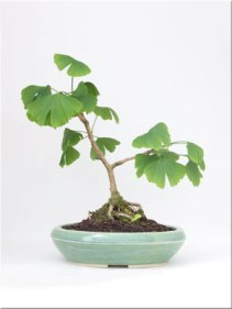 gingko-biloba-maidenhair-fern
