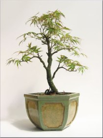 japanese-acer-maple-small