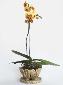 orchid phap in natural pot