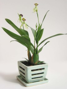 orchid pot 053