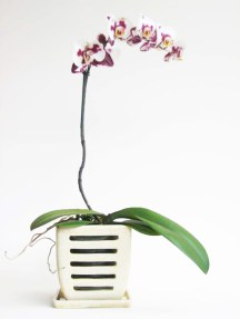 phaleonopsis in oatmeal potb