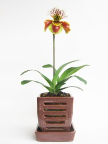 phap large in albany pot1