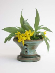 promenea in green pot