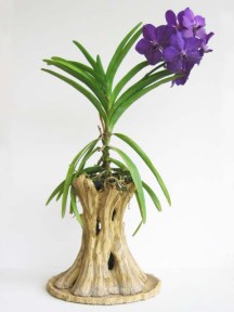 vanda on stand