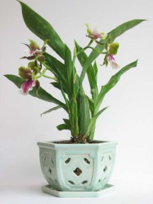 zygopetalum in celadon pot.jpg